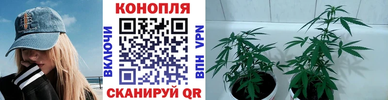 Каннабис MAZAR  Белая Холуница 